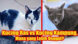 Kucing Ras vs Kucing Kampung Mana yang Lebih Unggul???