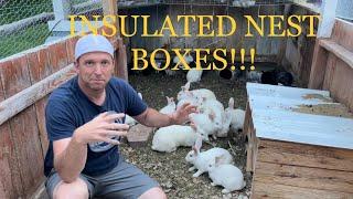 How to build and maintain the ultimate rabbit colony