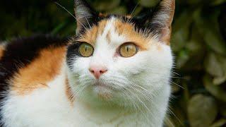Трёхцветная кошка в домев чём её особенность.Рыжие чёрные и белые коты и кошки.