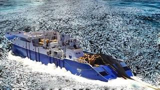 Its unbelievable that American fishermen caught hundreds of tons of anchovies using large nets