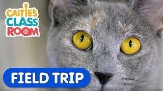 Learn How To Care For Pets  Caities Classroom Field Trip  Animal Video for Kids