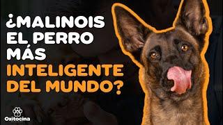 TOP 10 PERROS MÁS INTELIGENTES DEL MUNDO ACTUALIZADO