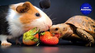 TORTOISE & GUINEA PIG ASMR EATING STRAWBERRY  Turtle Tortoise 79