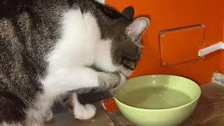 Кот Витя пьёт воду лапой