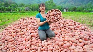 Harvesting Red Potatoes Goes To Countryside Market Sell - Animals Care  Phương Free Bushcraft