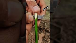 Success grafting Mango tree How to graft Mango plants #grafting #fruittrees