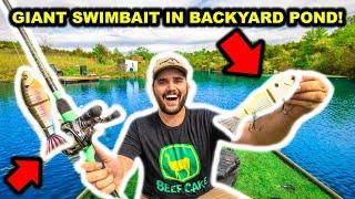 SIGHT-FISHING with GIANT SWIMBAITS in My BACKYARD POND