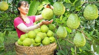 Harvesting A Lot Of Guava Fruit Goes To The Countryside Market Sell - Farm Life