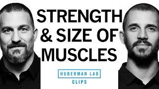 Building Strength vs Building Muscle Size Hypertrophy  Dr. Andy Galpin & Dr. Andrew Huberman