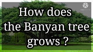 How does banyan tree grows? Biologicallife