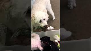 Dogs First Time Putting Toy BACK into Toy Box  Theekholms