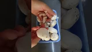 How to clean mushrooms #shorts