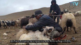 Kheythak - The Allegory of Tibetan Nomadic Textile