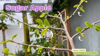 Sugar Apple is still ALIVE with new growth and budding - Southern California