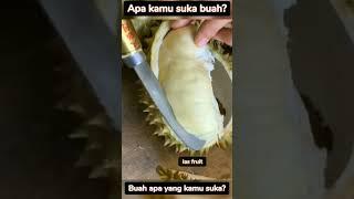 Belah Durian Montong  Panen Buah Durian