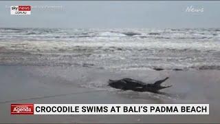 Crocodile swims at Balis Padma beach