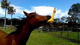Funniest Horses   BEST Compilation of 2023