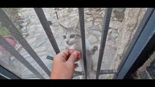 Stray  kittens scale the walls in order to grab  attention