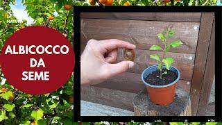 Albicocco da seme metodo semplice per avere una pianta di albicocca