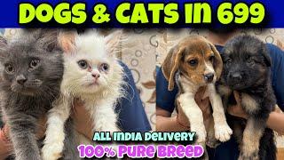 Cheapest Dogs & Cats Market In Delhi NCR  Bulldog Husky Labra Beagle Persian Cats  EMI