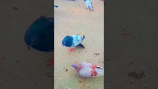 बाज नहीं मारते#trendingshorts #viralvideos #pigeonloverjai #pigeonlovergkp53