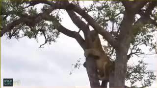 Lion Vs leopard singa vs macan tutul