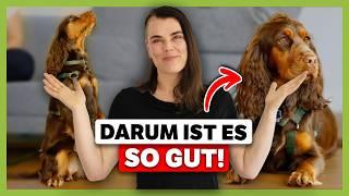 Darum braucht dein Hund eine HOHE Frustrationstoleranz So lernt er sie