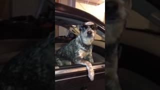 This dog just won the Mannequin Challenge