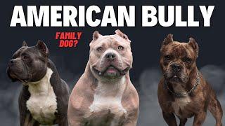 American Bully as a Family Pet Pros and Cons