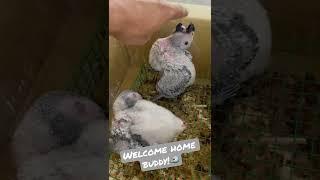 Welcome Home Buddy Baby Congo African Grey Parrot  35 Days Old 