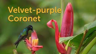 Velvet-purple Coronet Crowning Beauty