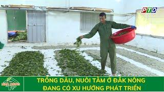 Trồng dâu nuôi tằm ở Đắk Nông đang có xu hướng phát triển