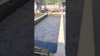 BEGINILAH PENAMPAKAN IKAN MAS SEBANYAK 5TON #ikanmas #shorts