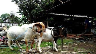 Natural boer goat farming  Goat farming in village