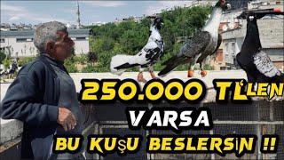 ‘250.000 TL’LEN VARSA BU GÜVERCİNLERİ BESLERSİN Kara Ali kümesi