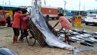 Worlds Largest Live Fish Cutting Market  Amazing Biggest Fish Markets In India  Sea Food Market
