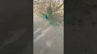 peacock dancing  #youtubeshorts #viral #shortvideo  #peacockdance #peacocklove