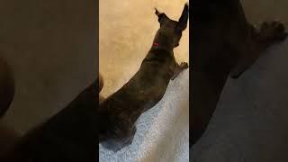 Boxer dog struggles to catch the laser pointer