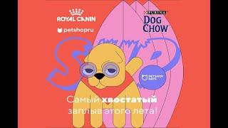 PetShopSUP-2020. Самый массовый заплыв на сапах с собаками в России