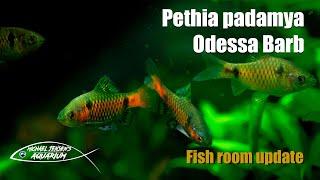 Pethia padamya - Odessa Barb - new fish moving in