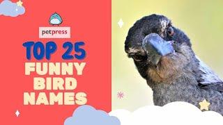 Funny Bird Names  - Top 25 Funny Names For A Pet Bird