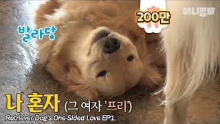 Retriever Dog Cant Take Her Hearty Eyes Off Her Love