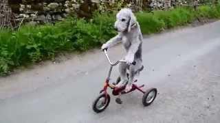 Barry the dog that rides a tricycle