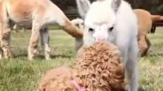 Llama meets dog