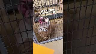 Dog gets adopted ️