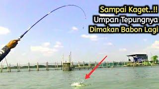 Terkejut..Saat belanak Babon Makan Umpan Tepung Terigu Mancing Pinggiran Muara Semarang