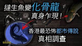 精選【撻生魚變化骨龍】化骨龍真身首度曝光? 誤飲化骨龍湯全身骨骼被溶解香港最恐怖都市傳說的真相 EP240粵語中字CC  #生魚 #化骨龍 #舊香港 #都市傳說