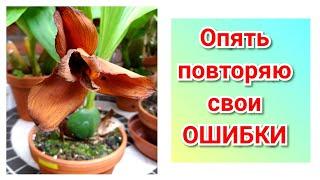 Орхидеи. ЛИКАСТА уход в период бутонизации.