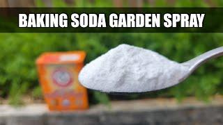 Baking Soda Pesticide and Fungicide Spray