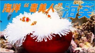 Sea anemone 海葵-海洋中的“毒美人”